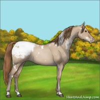Horse Color:White Spotted Grullo Snowdrop Pearl Snowcap 