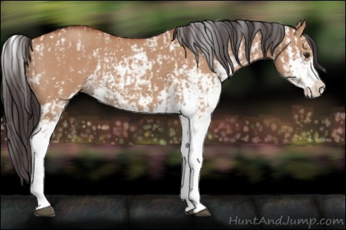 Horse Color:Bay Dun Sabino  and Bay Dun Sabino 
