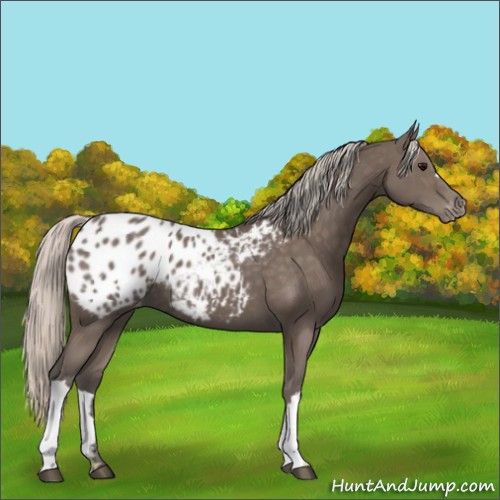 Horse Color:Silver Black Appaloosa 