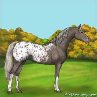 Horse Color:Silver Black Appaloosa 