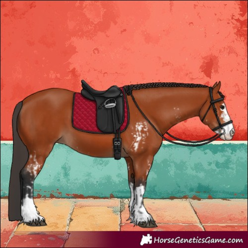 Horse Color:Bay Sabino  and Bay 