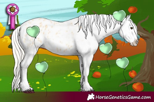Horse Color:Palomino Appaloosa 