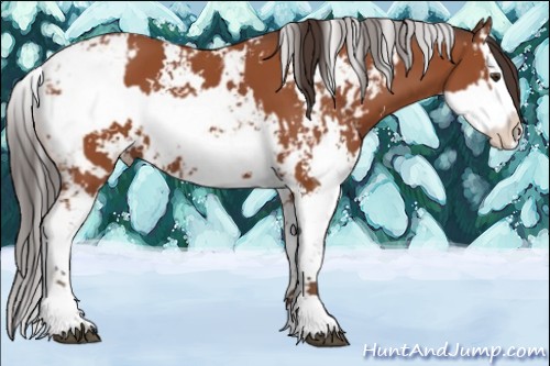 Horse Color:Bay Sabino and Bay Sabino