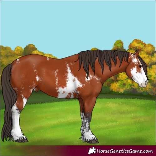 Horse Color:Bay Sabino  and Bay Sabino 