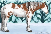 Horse Color:Bay Sabino  and Bay Sabino 