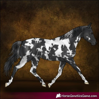 Horse Color:White Spotted Black