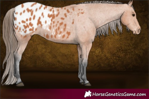 Horse Color:Bay Blanket 
