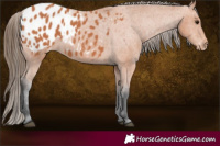 Horse Color:Bay Appaloosa 