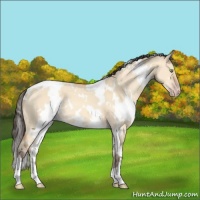 Horse Color:White Spotted Amber Champagne Dun 