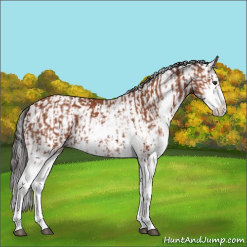 Horse Color:Bay Sabino and Bay Sabino Splash