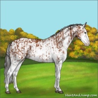 Horse Color:Bay Sabino and Bay Sabino Splash