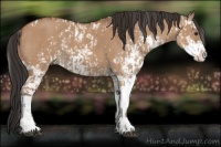 Horse Color:Bay Dun Sabino  and Bay Dun Sabino 
