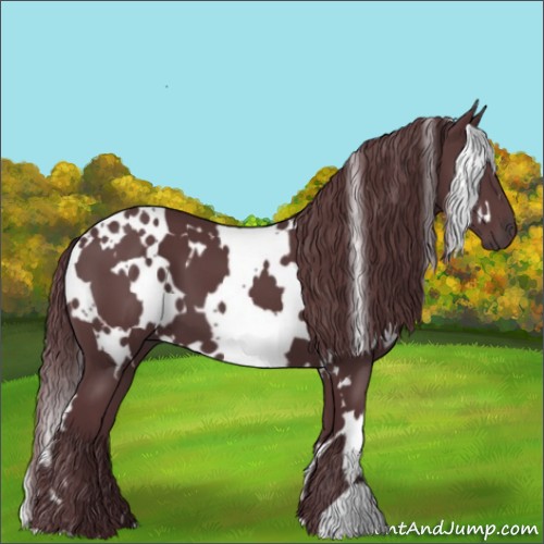 Horse Color:White Spotted Chocolate Black
