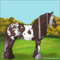 Horse Color:White Spotted Chocolate Black