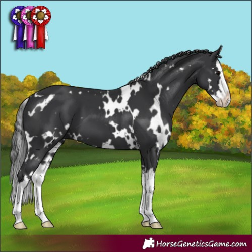 Horse Color:White Spotted Black Splash