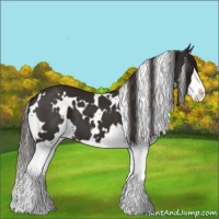Horse Color:White Spotted Liver Chestnut Splash 