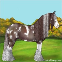 Horse Color:White Spotted Chocolate Black Splash