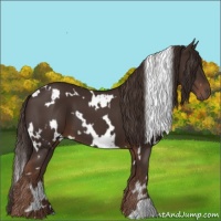 Horse Color:White Spotted Liver Chestnut 