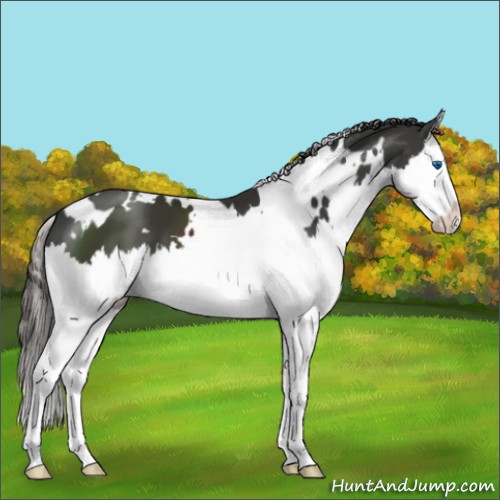 Horse Color:White Spotted Liver Chestnut Splash 