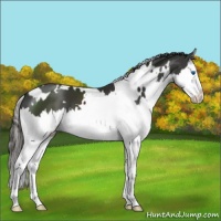 Horse Color:White Spotted Liver Chestnut Splash 