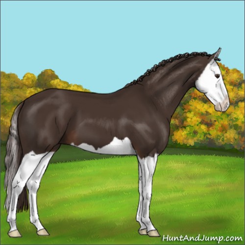 Horse Color:Liver Chestnut Splash 