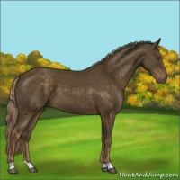 Horse Color:Chocolate Palomino 