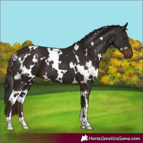 Horse Color:White Spotted Liver Chestnut 