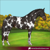 Horse Color:White Spotted Liver Chestnut