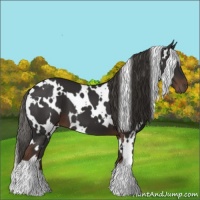 Horse Color:White Spotted Liver Chestnut 