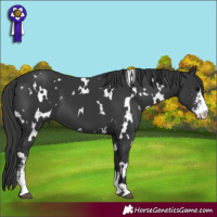 Horse Color:White Spotted Black Sabino