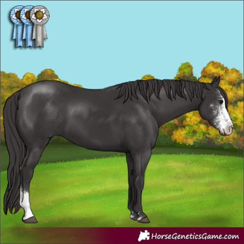 Horse Color:Smoky Black Sabino