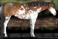Horse Color:Buckskin Sabino