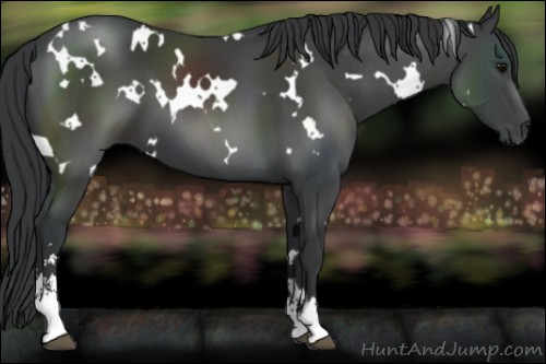 Horse Color:White Spotted Black Sabino