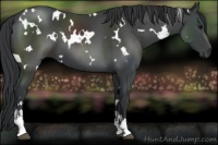 Horse Color:White Spotted Black Sabino 
