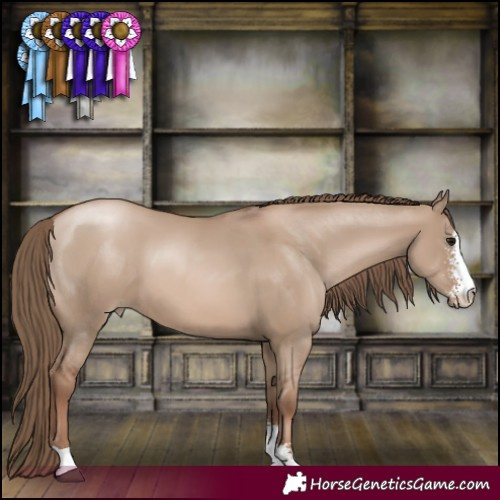 Horse Color:Grullo Pearl Sabino