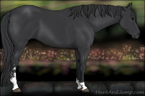 Horse Color:Black Sabino 