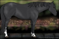 Horse Color:Black Sabino