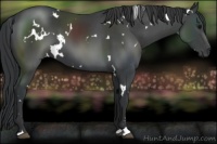 Horse Color:White Spotted Black Sabino 