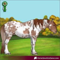 Horse Color:White Spotted Chestnut Ice 