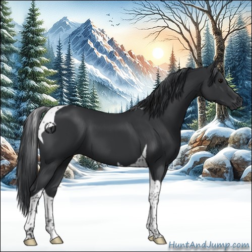 Horse Color:Black Tobiano