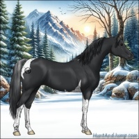 Horse Color:Black Tobiano 