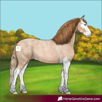 Horse Color:Red Roan Splash 