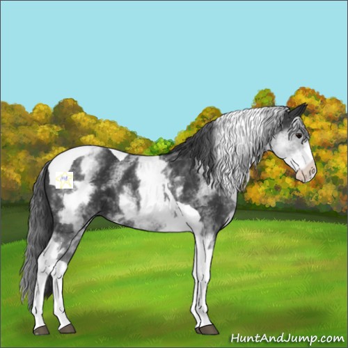 Horse Color:White Spotted Black Tobiano