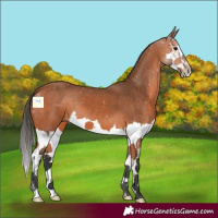 Horse Color:Bay Splash 
