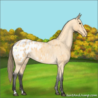 Horse Color:Buckskin Blanket 