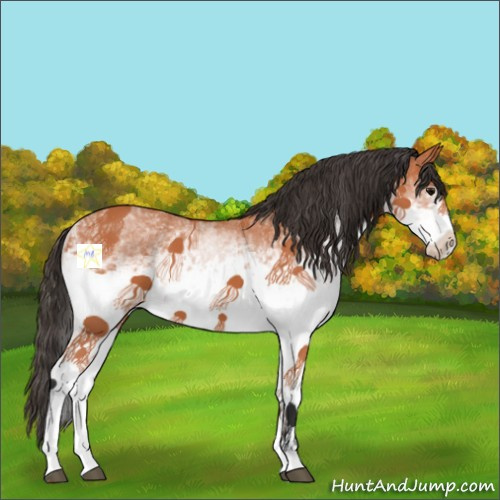 Horse Color:White Spotted Bay 
