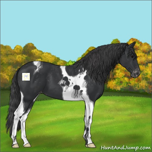 Horse Color:Black Tobiano Appaloosa 