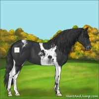 Horse Color:Black Tobiano Appaloosa 
