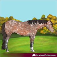 Horse Color:Bay Ice Appaloosa 