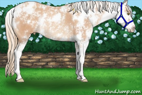 Horse Color:Gold Champagne Sabino Appaloosa Rabicano 